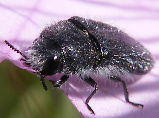 Acmaeodera cylindrica